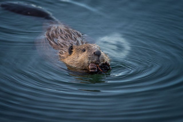 Beavers were successfully reintroduced to Scotland in 2009 and have since flourished, with more than 1,000 of the creatures living in the wild. The best place to see them is in Knapdale Forest in West Argyll and they are particularly active in June as they prepare to welcome their young. Find out all about the programme to return to Scotland at Barnluasgan Information Centre, then head for the Beaver Detective Trail around the Dubh Loch and Loch Collie Bharr.