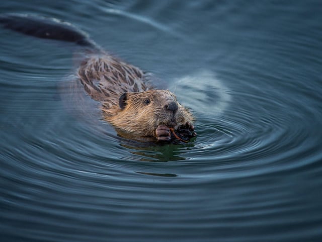 Beavers were successfully reintroduced to Scotland in 2009 and have since flourished, with more than 1,000 of the creatures living in the wild. The best place to see them is in Knapdale Forest in West Argyll and they are particularly active in June as they prepare to welcome their young. Find out all about the programme to return to Scotland at Barnluasgan Information Centre, then head for the Beaver Detective Trail around the Dubh Loch and Loch Collie Bharr.