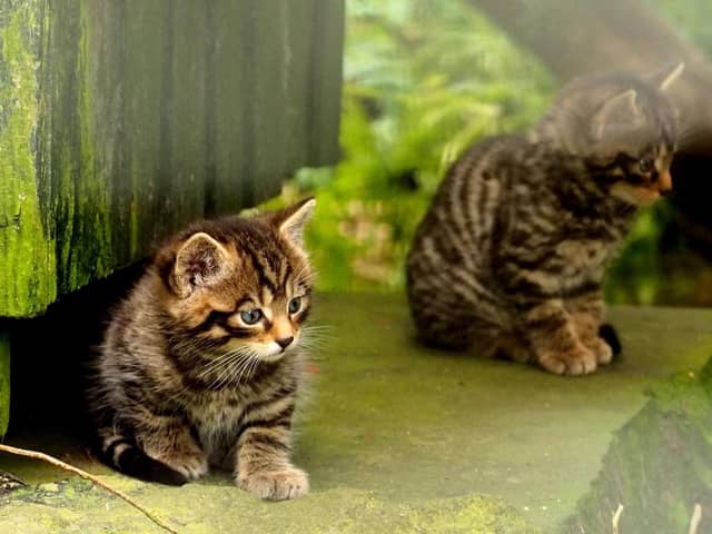Record breeding year for critically endangered wildcats