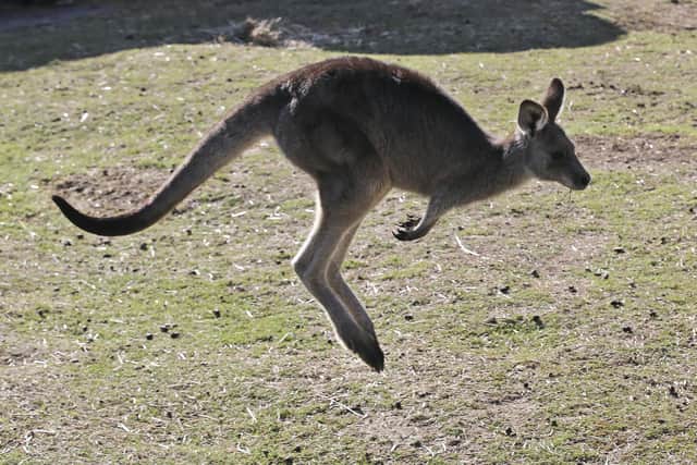 A 77-year-old man who may have been keeping a wild kangaroo as a pet was killed by the animal in south-west Australia, police said.