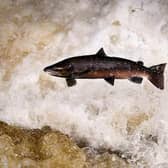 Wild salmon are an iconic species in Scotland