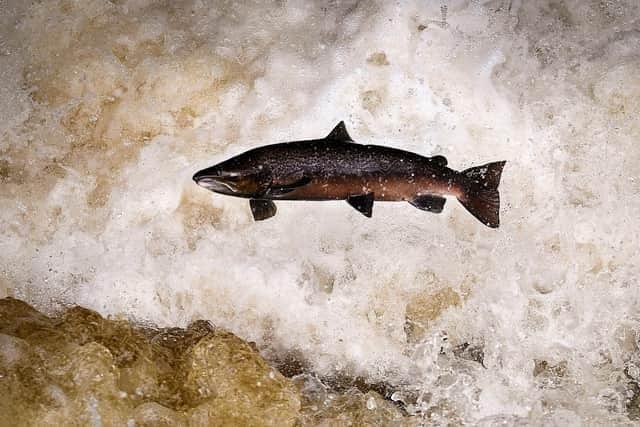Wild salmon are an iconic species in Scotland