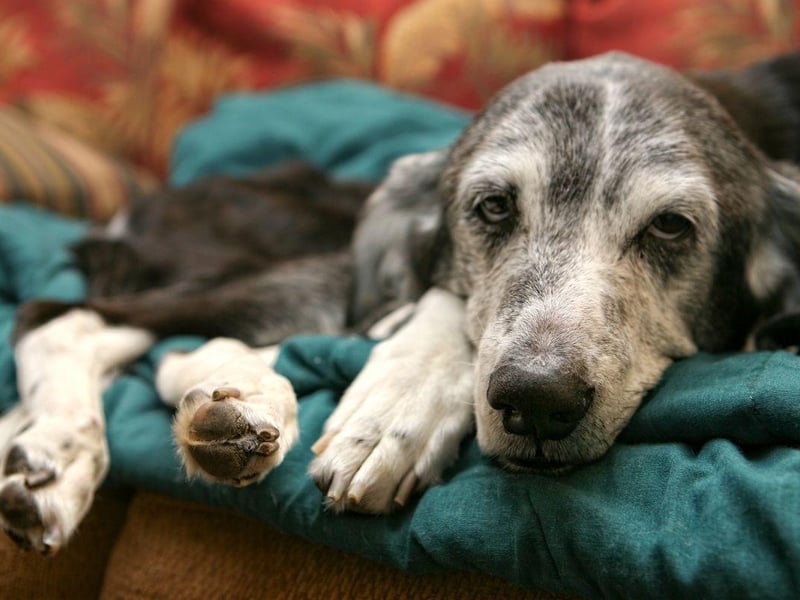 Chewing and licking is a compulsive behaviour that can be triggered by stress or anxiety. If your pet is licking their paws or joints constantly, it’s likely they’re trying to soothe themselves. Most commonly, this is a sign of itchy skin, but it can indicate arthritis too.