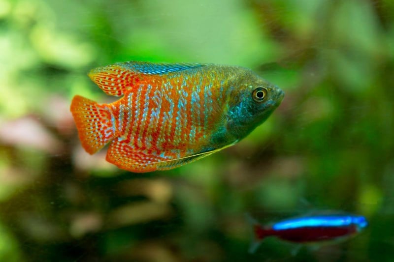 Highly prized for their stunning colours, the Dwarf Gouramis only grows up to 2.5 inches in length and will be happy in either hard or soft water. The South Asian fish breathes directly from the atmosphere so needs easy access to the surface. They will live for up to four years with very little fuss - just make sure to keep their water clean otherwise they may contract diseases.