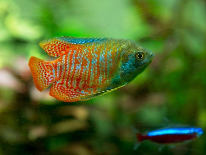 Highly prized for their stunning colours, the Dwarf Gouramis only grows up to 2.5 inches in length and will be happy in either hard or soft water. The South Asian fish breathes directly from the atmosphere so needs easy access to the surface. They will live for up to four years with very little fuss - just make sure to keep their water clean otherwise they may contract diseases.