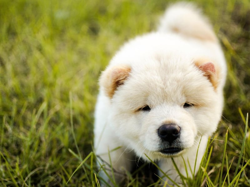 The Chow Chow is particularly well known for three things - a cat-like independent personality, a lizard-like blue-black tongue, and its incredibly fluffy and snuggly double coat of fur.