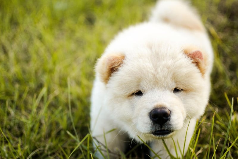 The Chow Chow is particularly well known for three things - a cat-like independent personality, a lizard-like blue-black tongue, and its incredibly fluffy and snuggly double coat of fur.