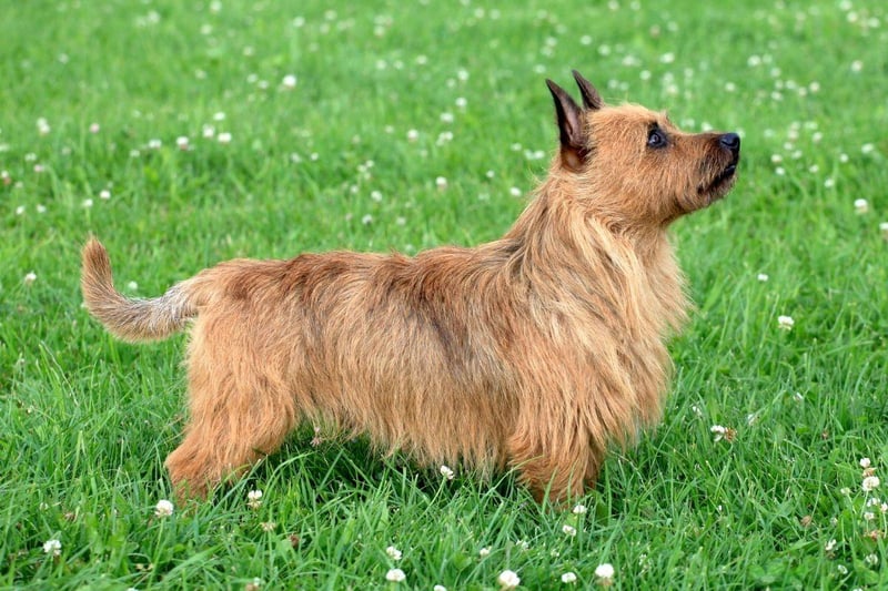 Developed in Australia in the early 19th century, the Australian Terrier was first bred from rough coated terriers imported from Great Britain. They were kept to eradicate mice and rats.