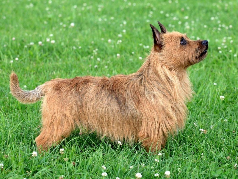 Developed in Australia in the early 19th century, the Australian Terrier was first bred from rough coated terriers imported from Great Britain. They were kept to eradicate mice and rats.