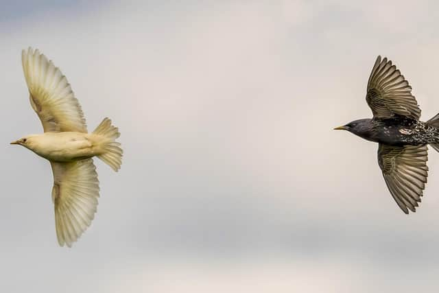 Birds suffering from leucism lack the pigment melanin and so appear white