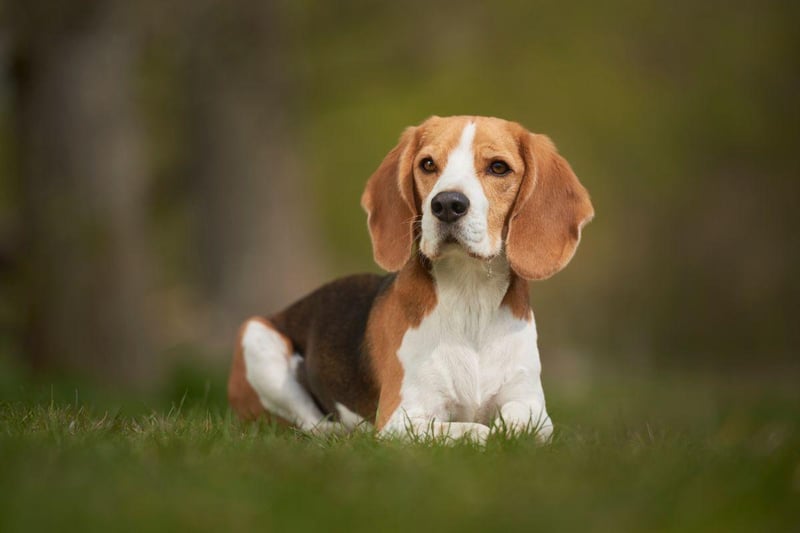 Notoriously difficult to train, the Beagle is still a hit with mothers in the UK - with 3.6 per cent of the vote.