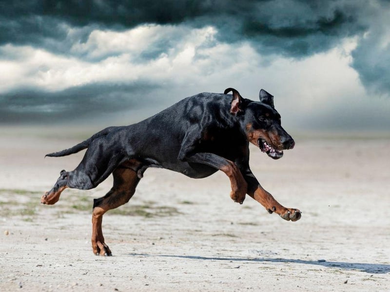 Dobermanns were bred as guard dogs, but are no slouches in the velocity department either. A burglar would find it hard to outpace their top speed of 32mph.
