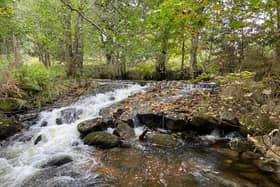 The Cattie Burn on Ballogie Estate is an important tributary of the Dee, for the spawning of Atlantic salmon and as a nursery for young fish.