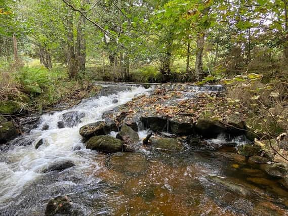 The Cattie Burn on Ballogie Estate is an important tributary of the Dee, for the spawning of Atlantic salmon and as a nursery for young fish.