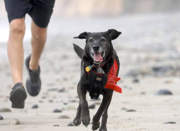 Some dogs have all the right attributes to make great running partners.