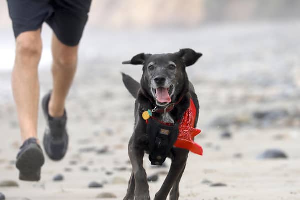 Some dogs have all the right attributes to make great running partners.