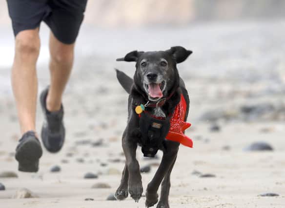 Some dogs have all the right attributes to make great running partners.