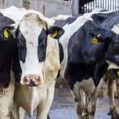 In the last decade, the number of cattle herds for milk production has shrunk by about a quarter - 23.7 per cent - according to figures released this month from the Scottish Dairy Cattle Association (SDCA). 