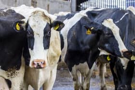In the last decade, the number of cattle herds for milk production has shrunk by about a quarter - 23.7 per cent - according to figures released this month from the Scottish Dairy Cattle Association (SDCA). 