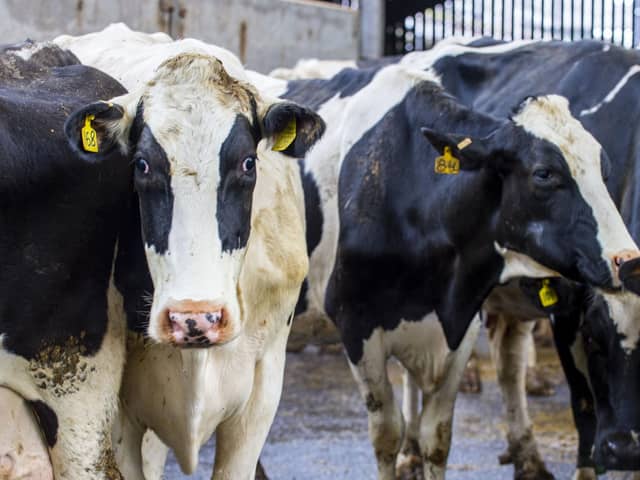 In the last decade, the number of cattle herds for milk production has shrunk by about a quarter - 23.7 per cent - according to figures released this month from the Scottish Dairy Cattle Association (SDCA). 