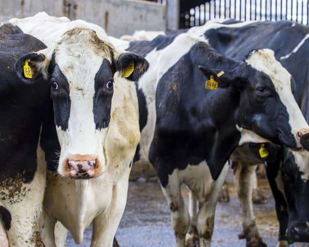 In the last decade, the number of cattle herds for milk production has shrunk by about a quarter - 23.7 per cent - according to figures released this month from the Scottish Dairy Cattle Association (SDCA). 