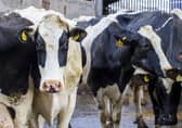 In the last decade, the number of cattle herds for milk production has shrunk by about a quarter - 23.7 per cent - according to figures released this month from the Scottish Dairy Cattle Association (SDCA). 
