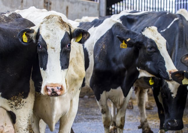 Most of our land is best suited to meat and dairy farming