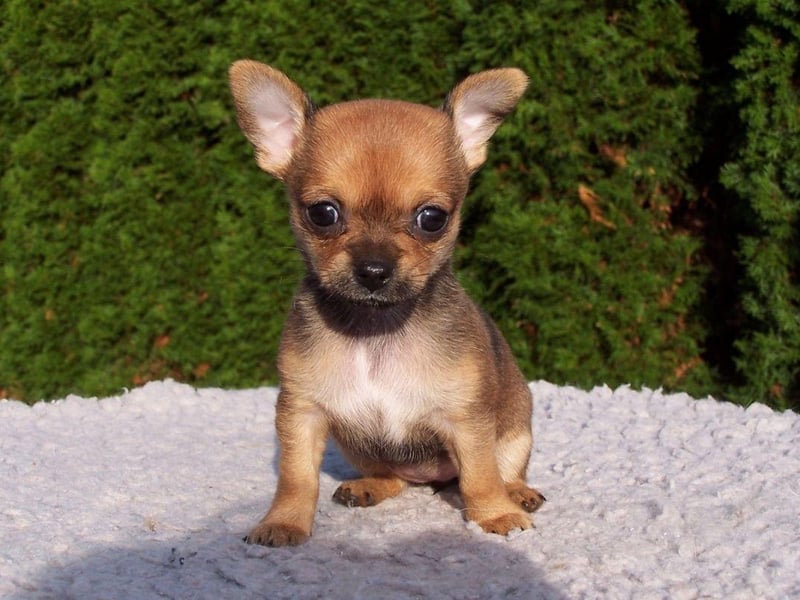 The Chihuahua is the world's smallest breed of dog and will set you back roughly £1,100-£1,600.