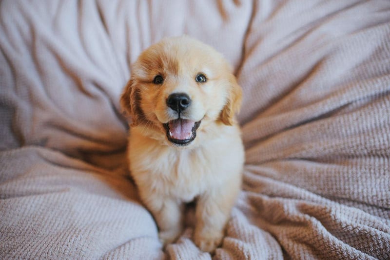 What's true of the Labrador Retriever is alos usually true of close cousin the Golden Retriever. That's certainly true when it comes to levels of aggression. Other than enjoying a nibble of their owners when teething, this is a dog whose main emotion is love and devotion.