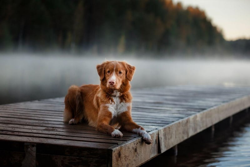 A popular breed in its native Canada, the water-loving Nova Scotia Duck Tolling Retriever has a unique ability to lure ducks into the sights of a hunter. They'll then happily jump into the lake to retrieve the doomed waterfowl.