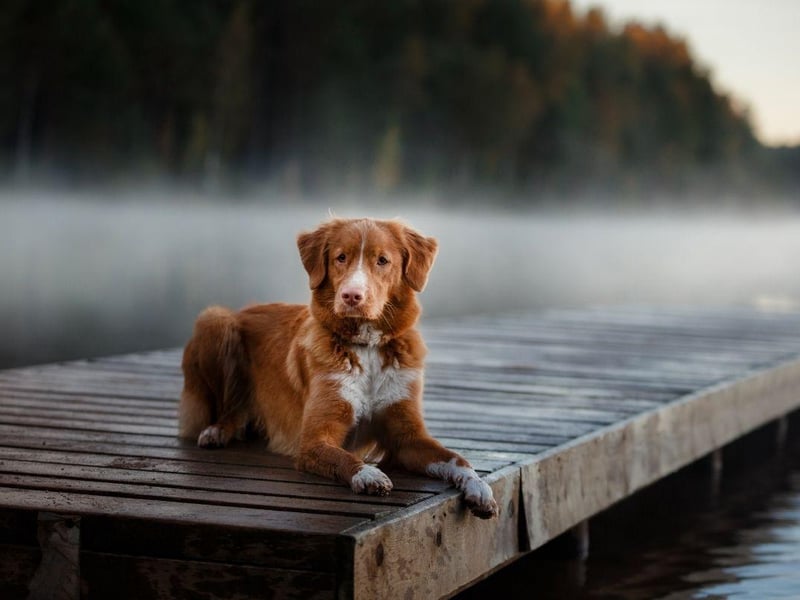 A popular breed in its native Canada, the water-loving Nova Scotia Duck Tolling Retriever has a unique ability to lure ducks into the sights of a hunter. They'll then happily jump into the lake to retrieve the doomed waterfowl.