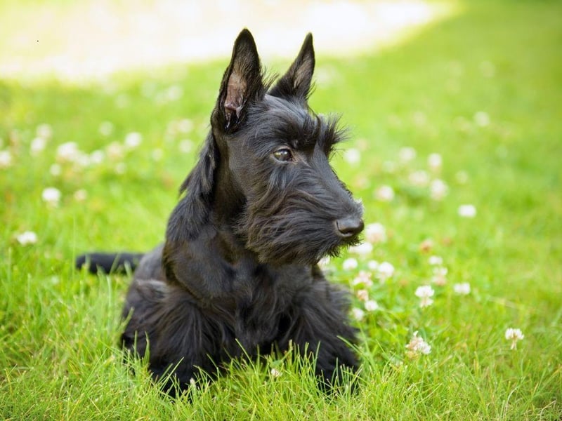 The Scottish Terrier, more commonly known as the Scottie Dog, is often very affectionate as a puppy. As they get older they tend to become increasingly independent, growing out of cuddles with their human family.