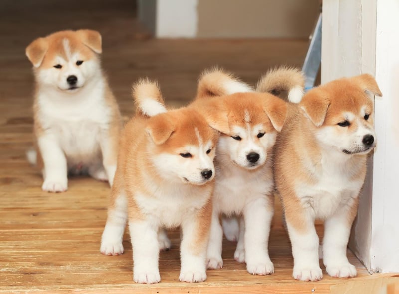 Akitas are great family protectors but respond badly to being prodded and teased by young children. They can also perceive a new baby to be a threat to their household,