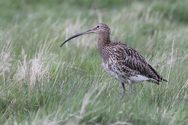 The latest State of the UK's Birds report shows worrying declines among some of Scotland's most iconic species, including the curlew