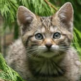 Wildcats are being bred for release into the wild (Picture: RZSS)