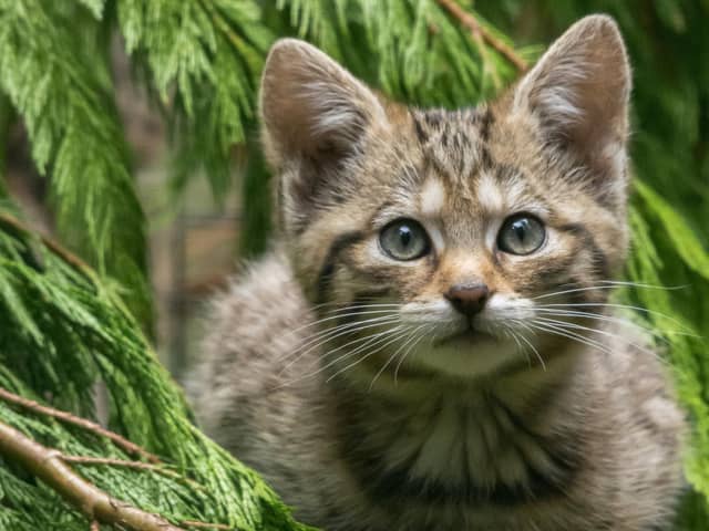 Wildcats are being bred for release into the wild (Picture: RZSS)