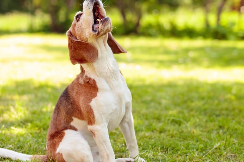 Another dog bred to bark is the Beagle - whose ability to communicate an interesting scent proved invaluable at a fox hunt. Beagles have two distinct types of bark - one to alert you to everyday incidents and a long, loud yowl reserved for more special occasions.