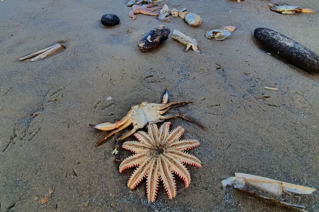 Winds nearing 100mph and massive waves battered the east coast of Scotland during Storm Arwen, leaving a trail of devastation and dead wildlife in its wake - including countless sea creatures and shellfish in the Moray Firth and more than 800 seal pups at a nature reserve at in the Scottish Borders. Picture: Charlie Maciejewski