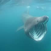 ​Basking sharks have been spotted off the Aberdeenshire coast.