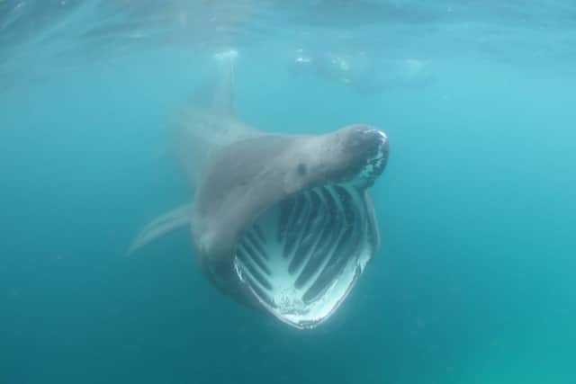 Basking sharks have been spotted off the Aberdeenshire coast.