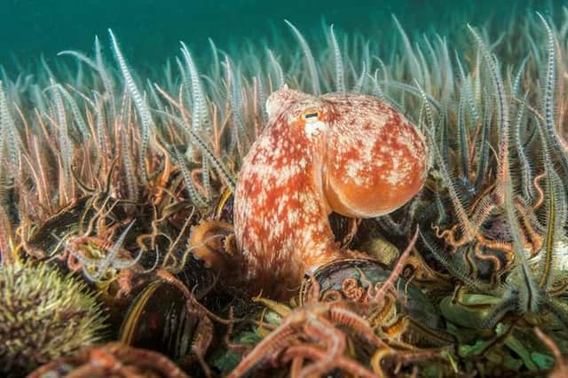 A new report from the Marine Conservation Society shows 98 per cent of marine protected areas around the UK are being heavily fished by bottom-trawlers, which scrape up everything in their path and rip up fragile seabed habitats