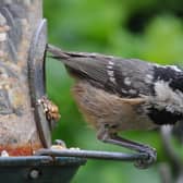 A coal tit enjoys a meal on a bird feeder, as people are urged to take simple steps to help feathery friends in their garden ahead of the annual Big Garden Birdwatch this weekend. Photo: Joe Giddens/PA Wire