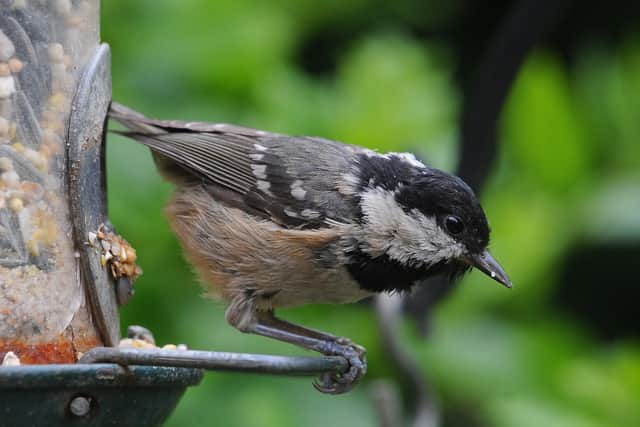 A coal tit enjoys a meal on a bird feeder, as people are urged to take simple steps to help feathery friends in their garden ahead of the annual Big Garden Birdwatch this weekend. Photo: Joe Giddens/PA Wire