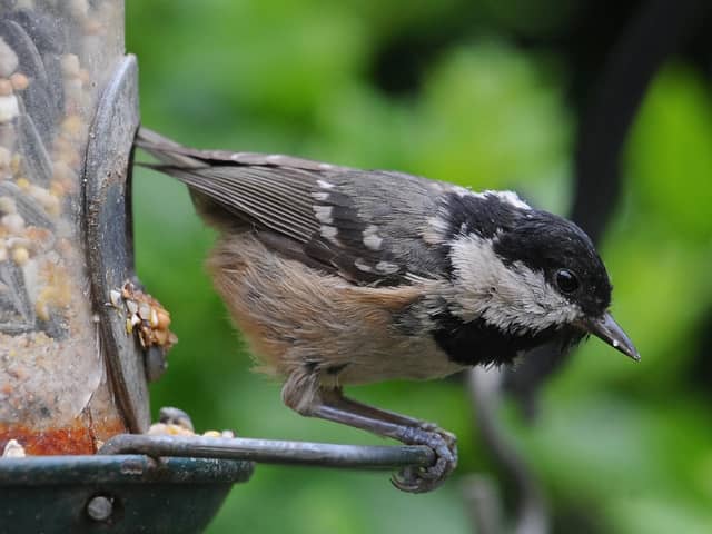 A coal tit enjoys a meal on a bird feeder, as people are urged to take simple steps to help feathery friends in their garden ahead of the annual Big Garden Birdwatch this weekend. Photo: Joe Giddens/PA Wire