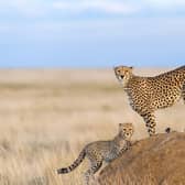 Cheetahs in Kenya's Masai Mara. Picture: PA Photo/iStock.