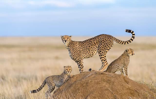 Cheetahs in Kenya's Masai Mara. Picture: PA Photo/iStock.