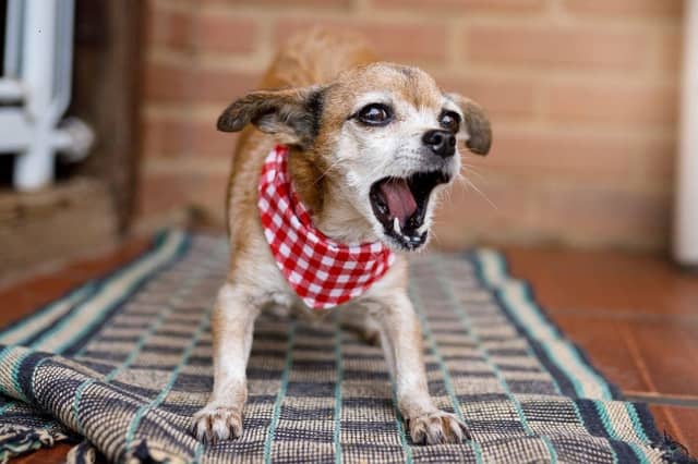 Some dog breeds tend to be noisier than others.