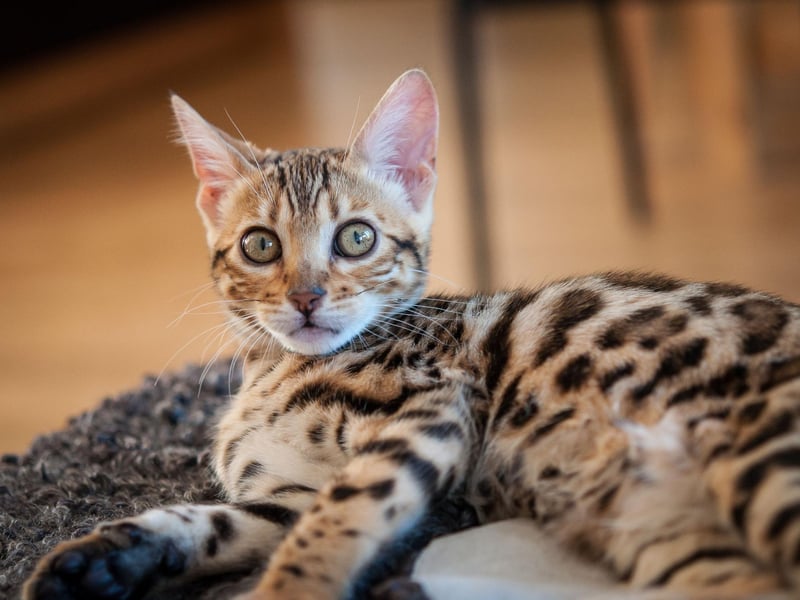 The Bengal breed love to have interactive play with their owners, which means they will thrive with more one-on-one time during training. This breed enjoys learning anything that resembles play.