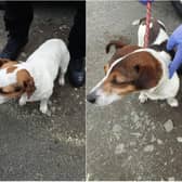 Stirling: Two lost Jack Russell's found and seeking their owner
