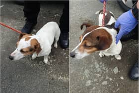 Stirling: Two lost Jack Russell's found and seeking their owner